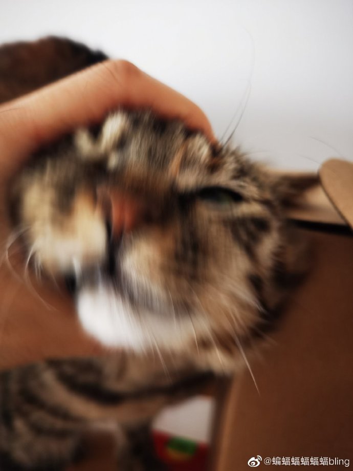 猫图片|宠物猫|猫咪|