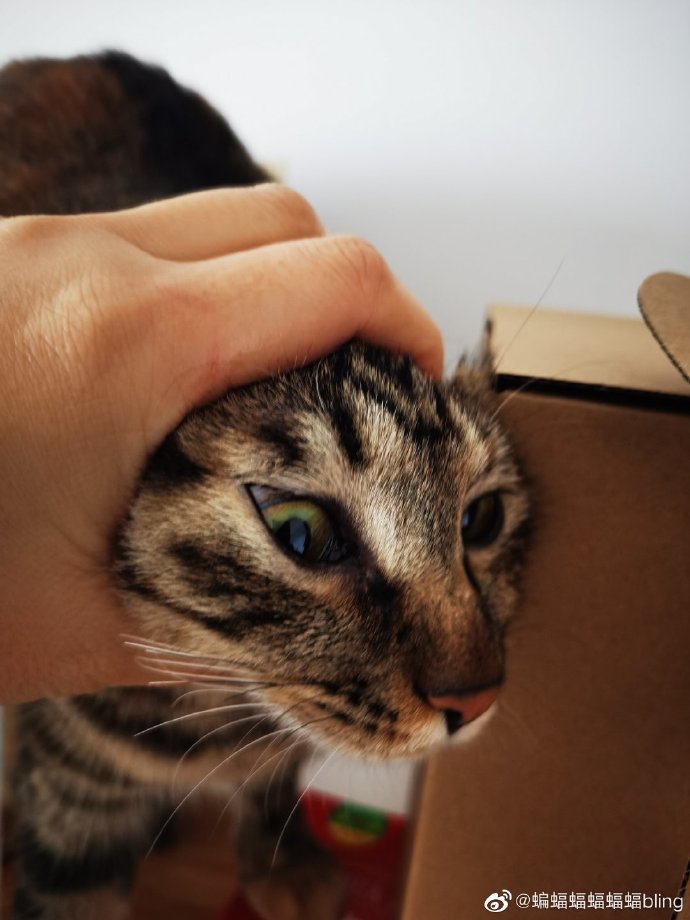 猫图片|宠物猫|猫咪|