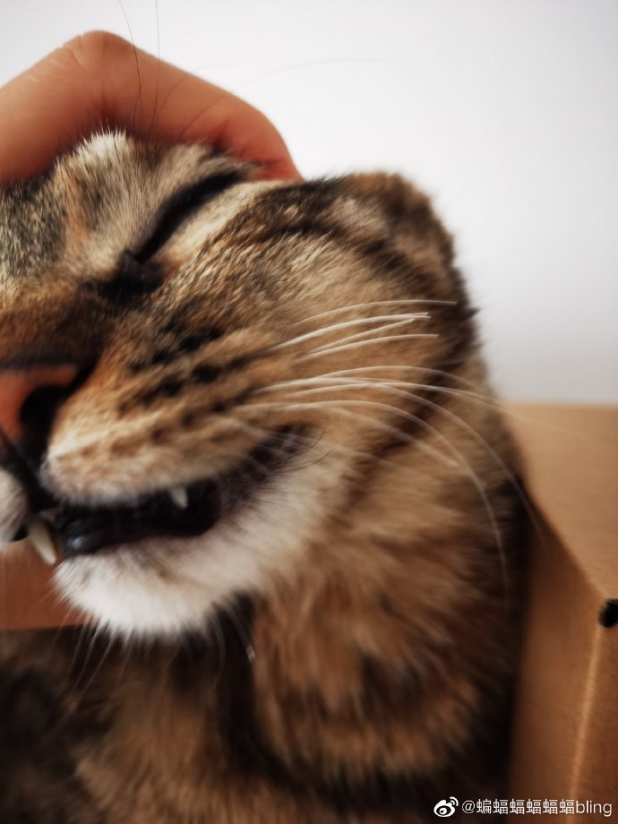 猫图片|宠物猫|猫咪|