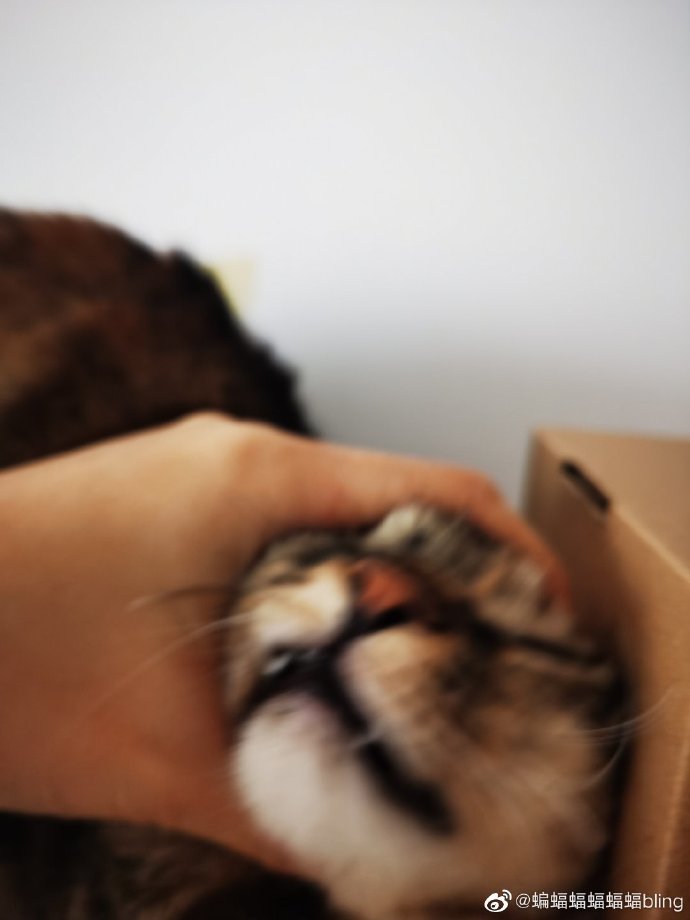 猫图片|宠物猫|猫咪|