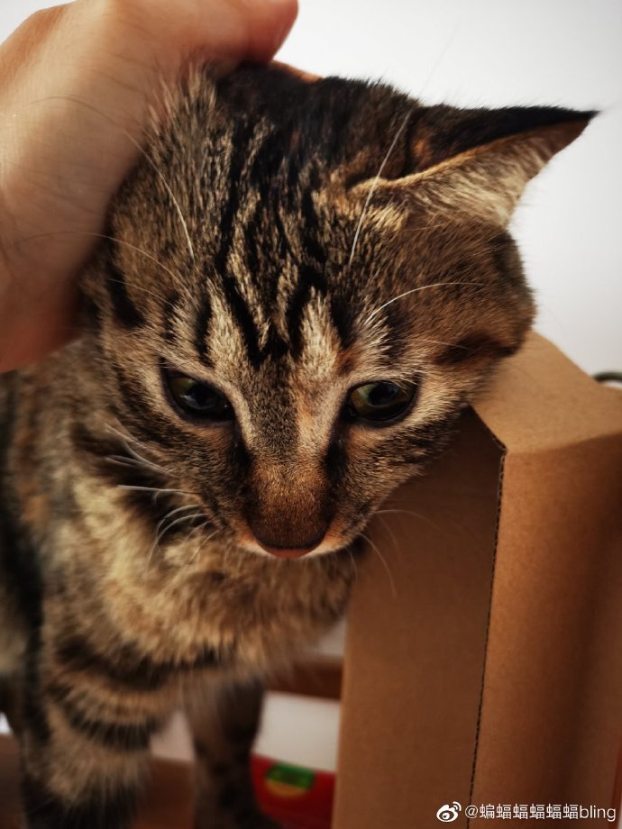 猫图片|宠物猫|猫咪|