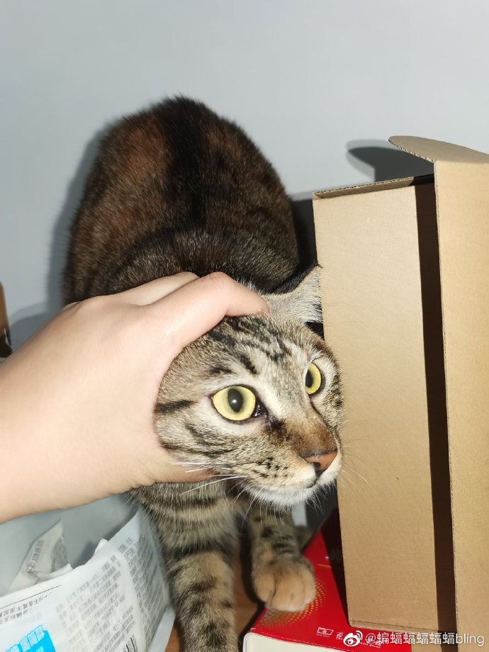 猫图片|宠物猫|猫咪|