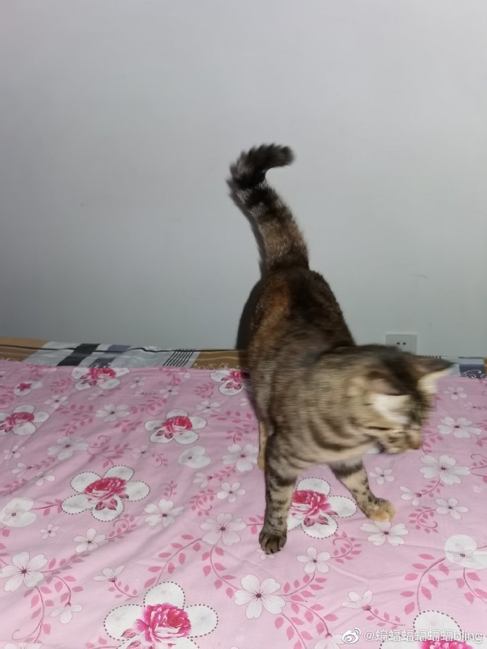 猫图片|宠物猫|猫咪|