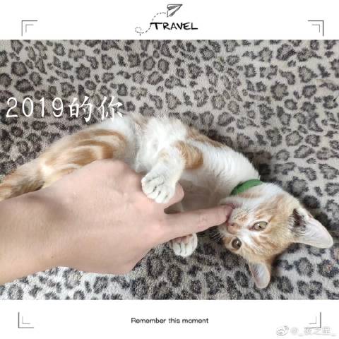 猫图片|宠物猫|猫咪|