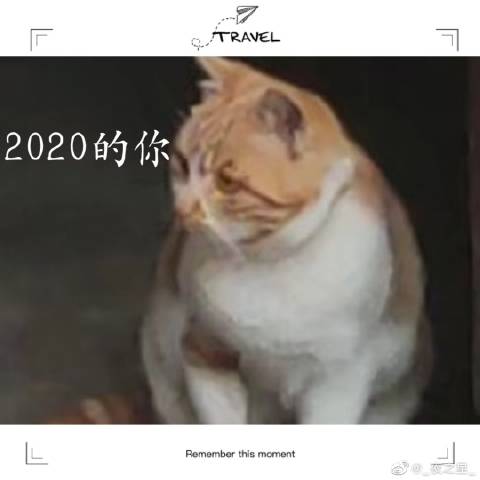 猫图片|宠物猫|猫咪|