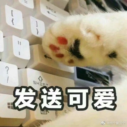 猫图片|宠物猫|猫咪|