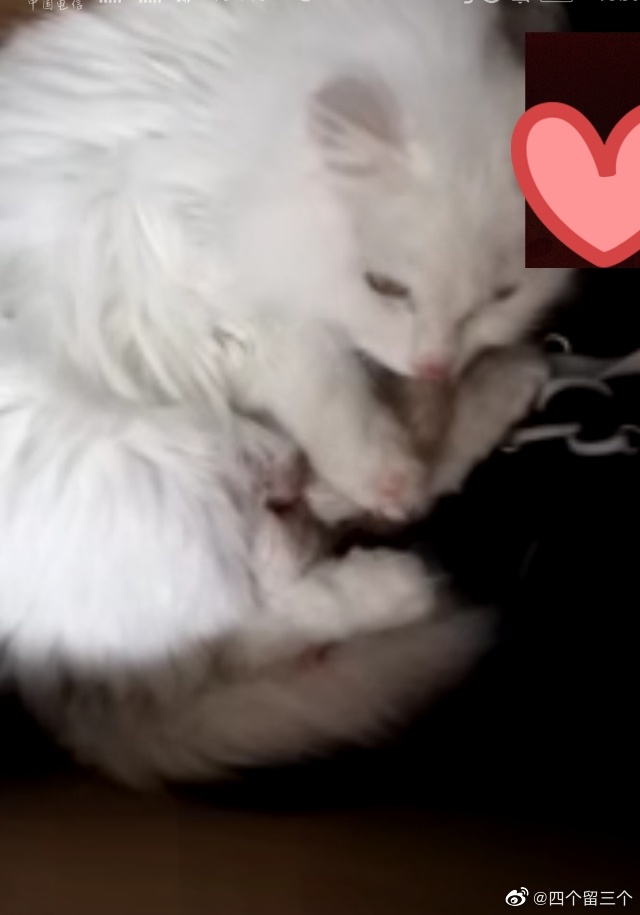 猫图片|宠物猫|猫咪|