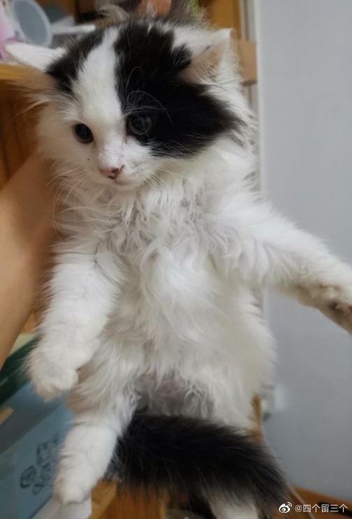 猫图片|宠物猫|猫咪|