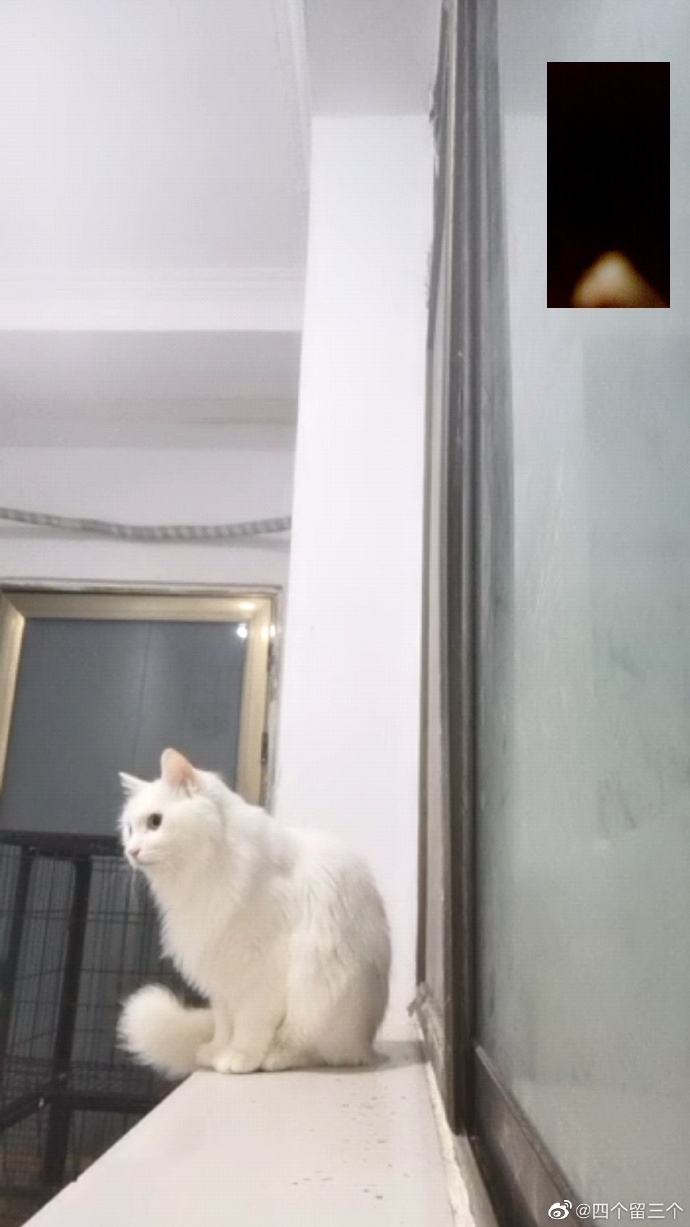 猫图片|宠物猫|猫咪|