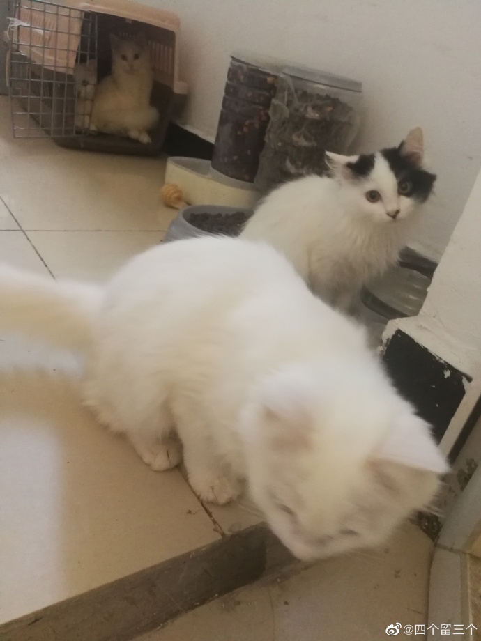 猫图片|宠物猫|猫咪|