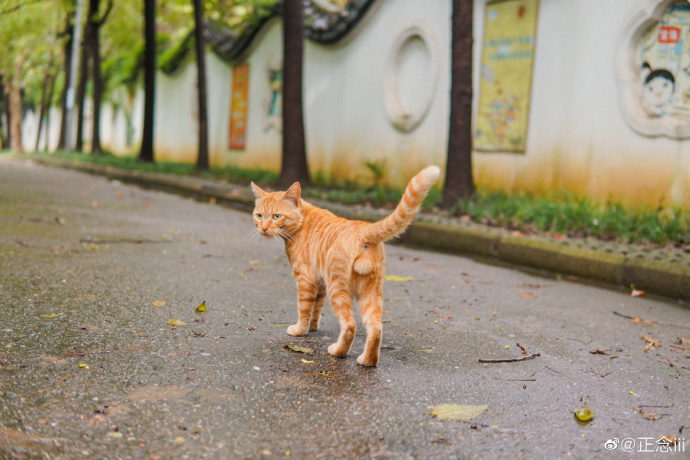 猫图片|宠物猫|猫咪|