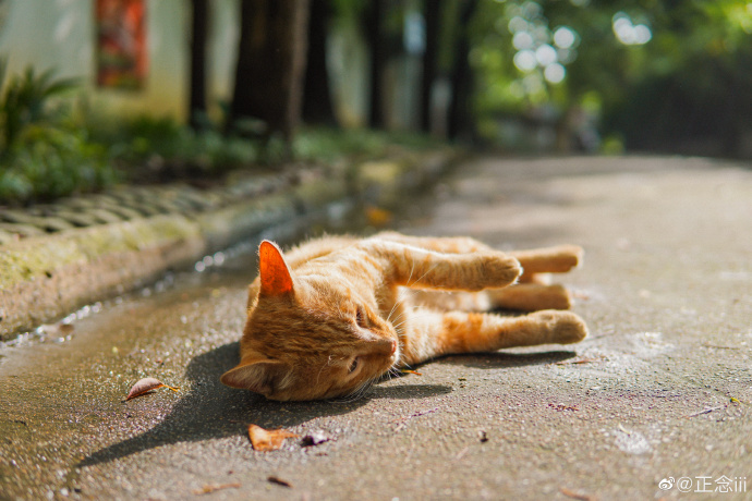 猫图片|宠物猫|猫咪|