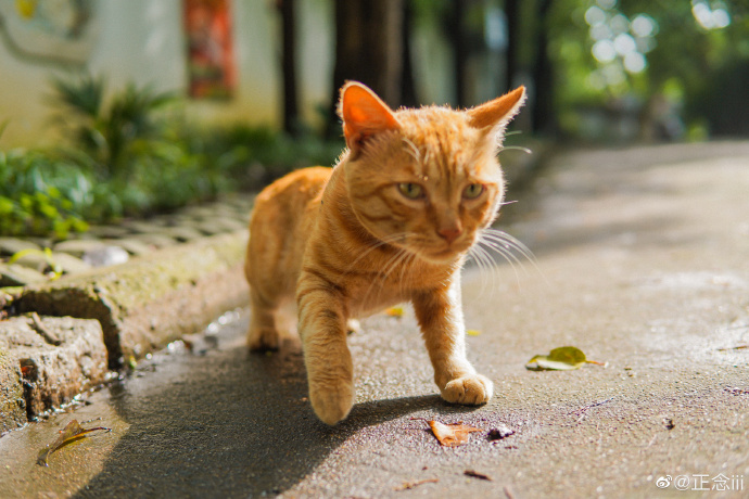 猫图片|宠物猫|猫咪|