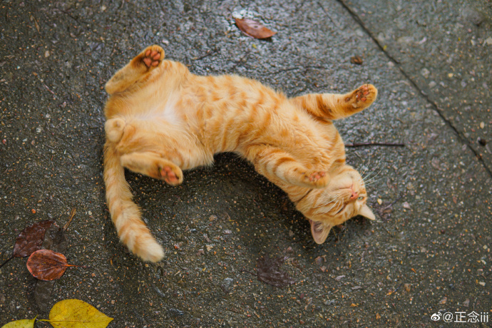 猫图片|宠物猫|猫咪|