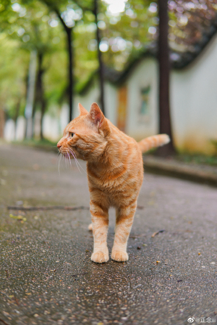 猫图片|宠物猫|猫咪|