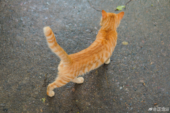 猫图片|宠物猫|猫咪|