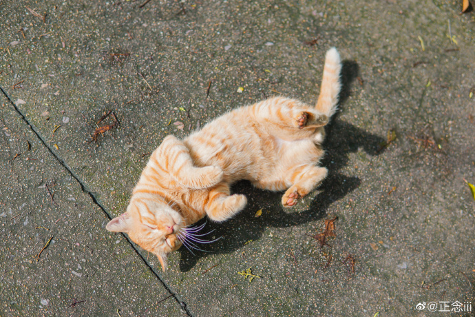 猫图片|宠物猫|猫咪|