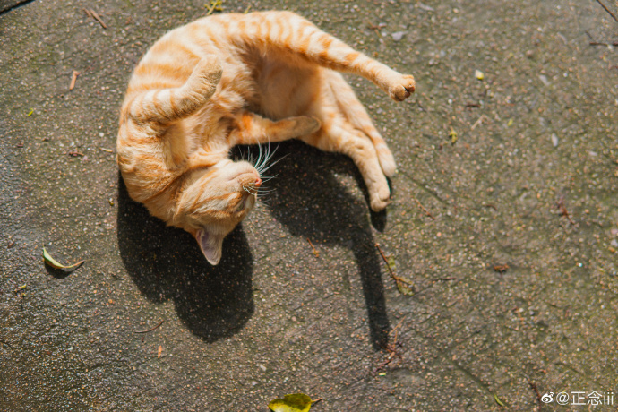 猫图片|宠物猫|猫咪|