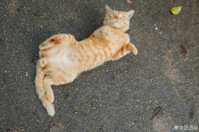 猫图片|宠物猫|猫咪|