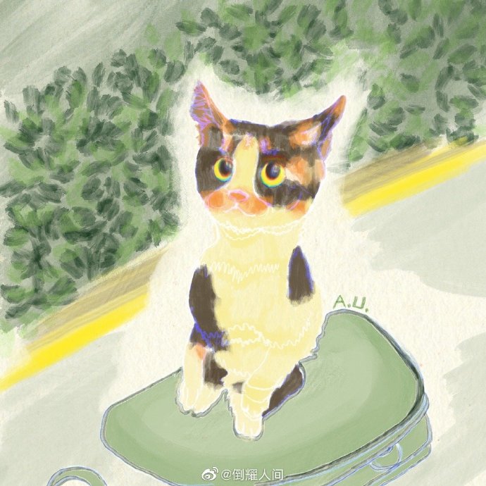 猫图片|宠物猫|猫咪|