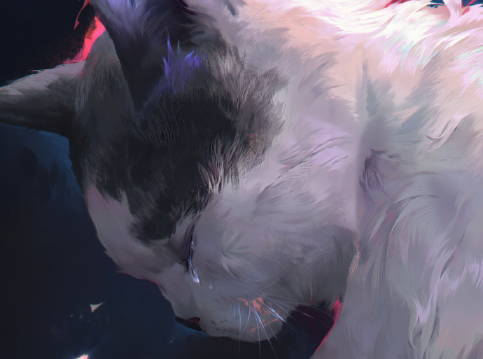 猫图片|宠物猫|猫咪|