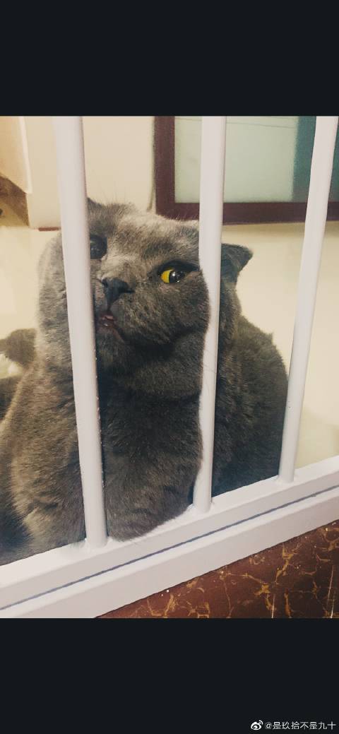 猫图片|宠物猫|猫咪|