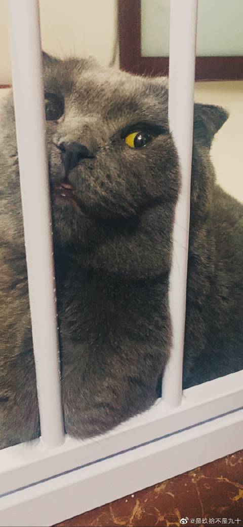 猫图片|宠物猫|猫咪|