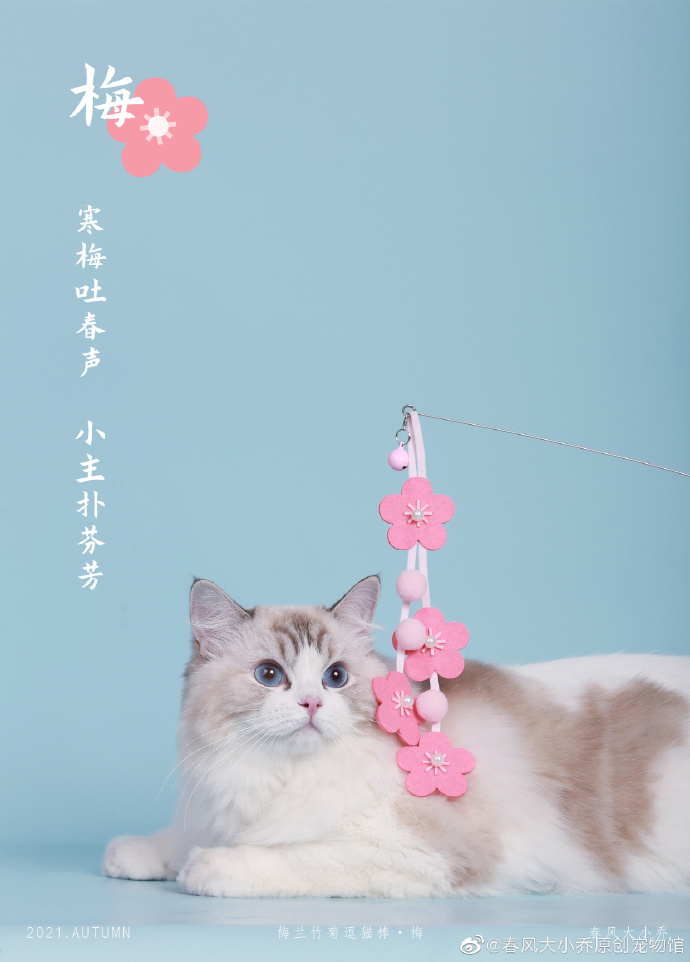 猫图片|宠物猫|猫咪|