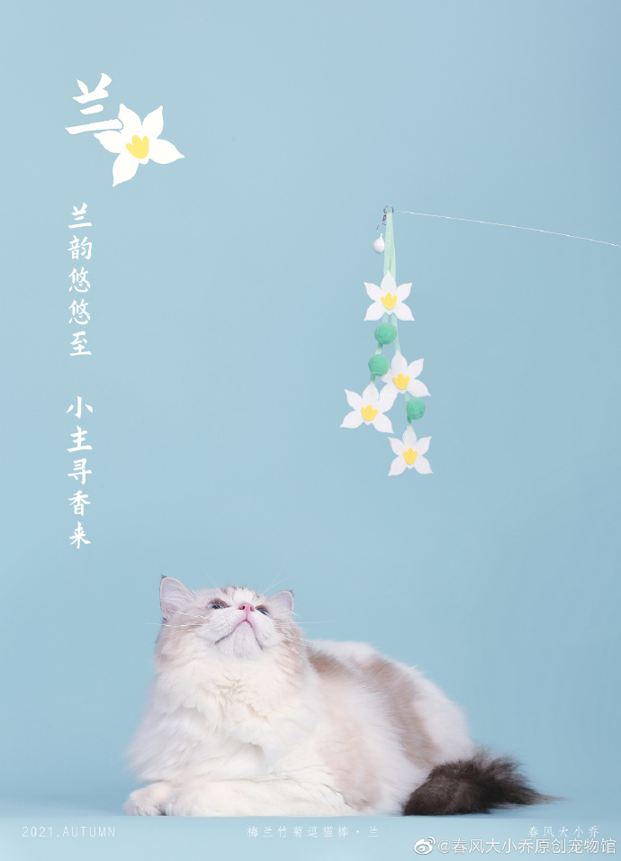 猫图片|宠物猫|猫咪|