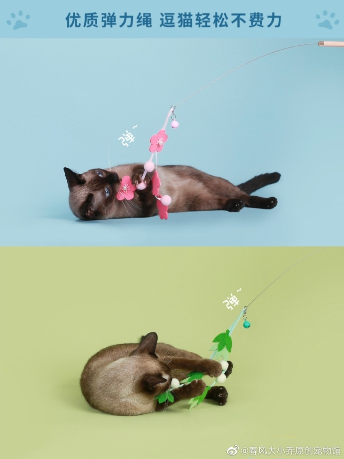 猫图片|宠物猫|猫咪|