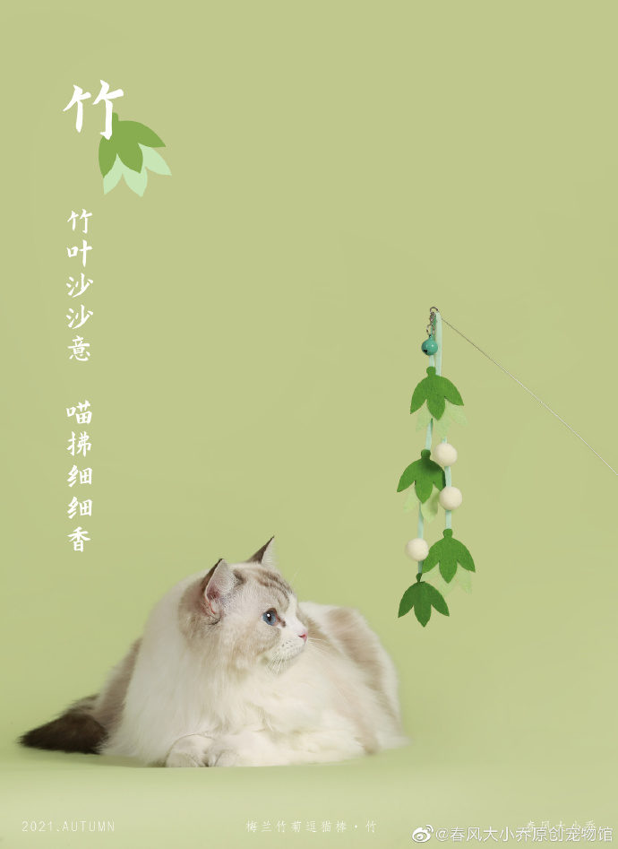 猫图片|宠物猫|猫咪|