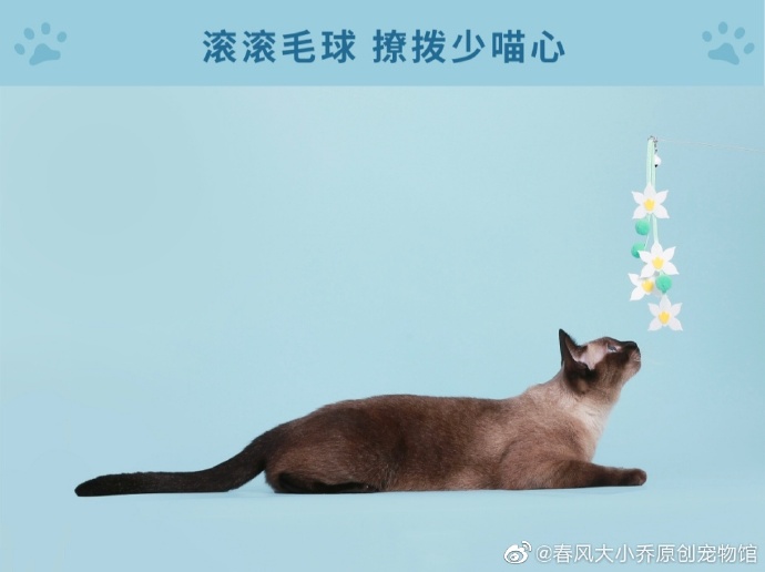 猫图片|宠物猫|猫咪|