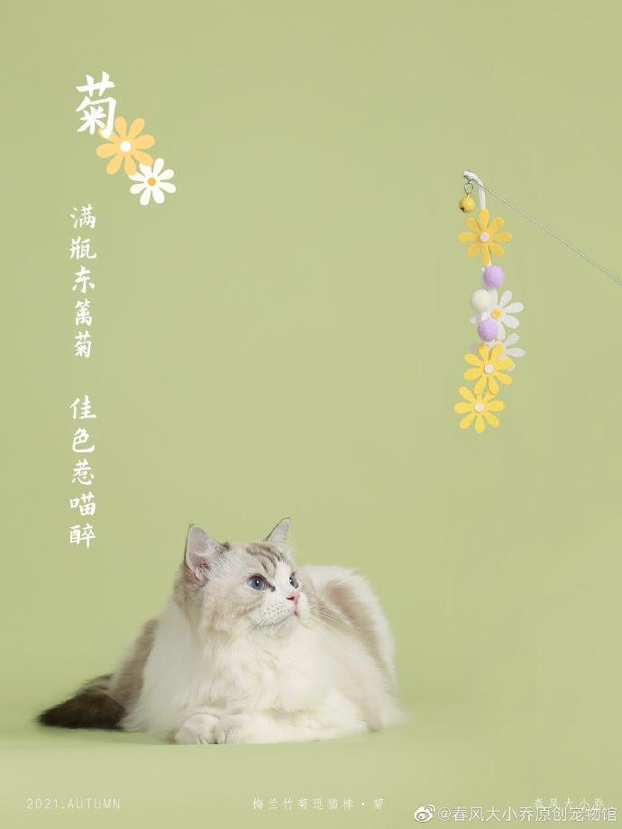 猫图片|宠物猫|猫咪|