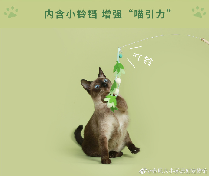 猫图片|宠物猫|猫咪|