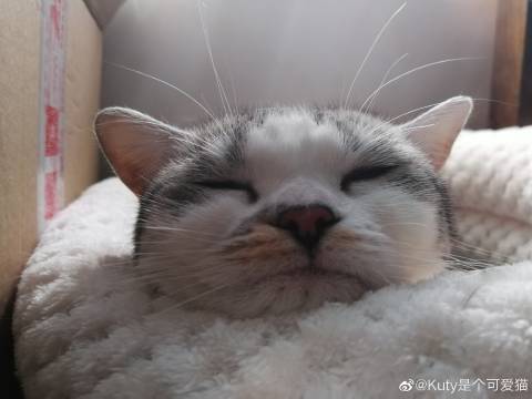 猫图片|宠物猫|猫咪|