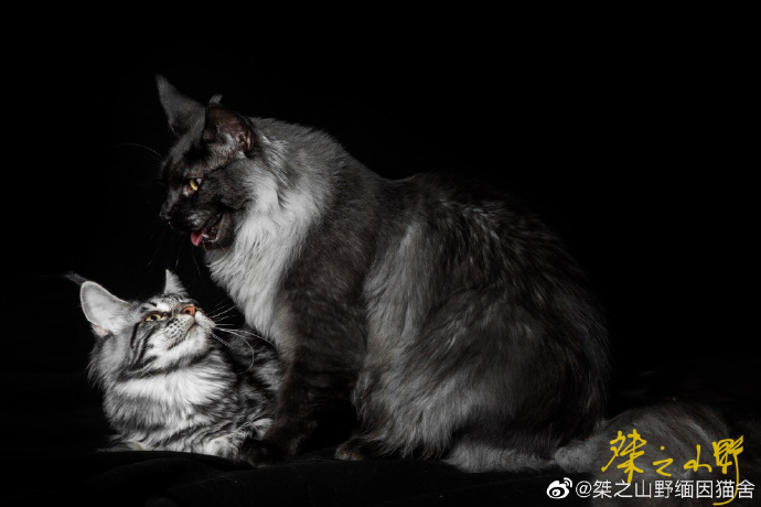猫图片|宠物猫|猫咪|