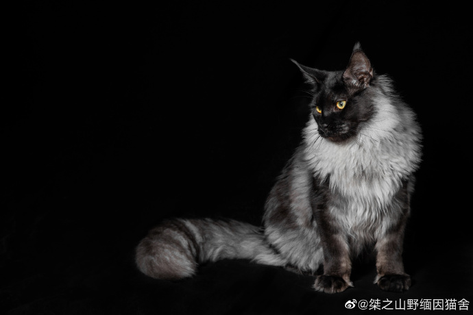 猫图片|宠物猫|猫咪|