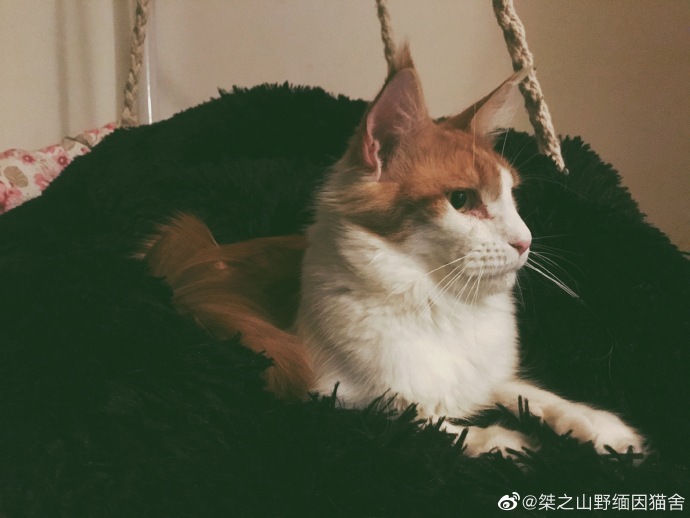 猫图片|宠物猫|猫咪|