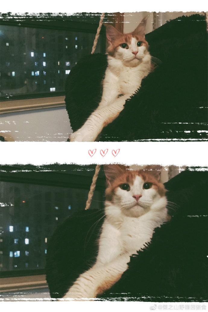 猫图片|宠物猫|猫咪|