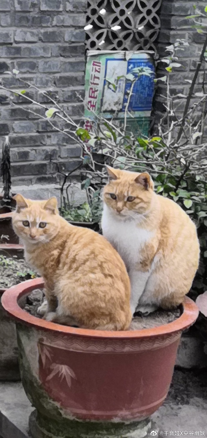 猫图片|宠物猫|猫咪|