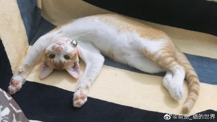 猫图片|宠物猫|猫咪|