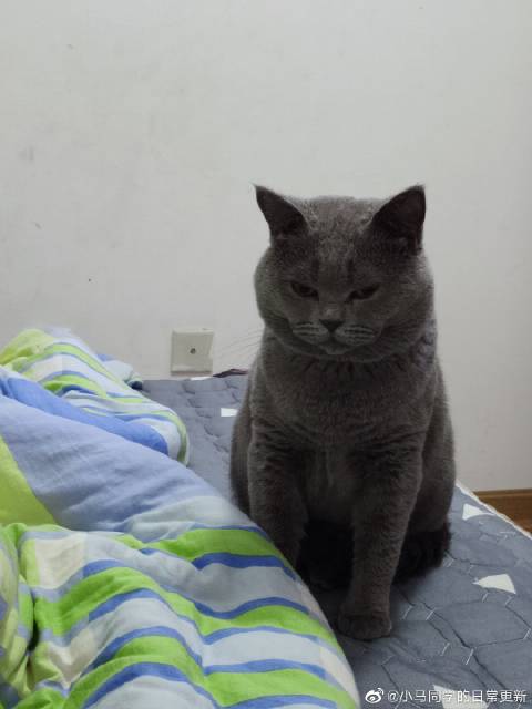 猫图片|宠物猫|猫咪|