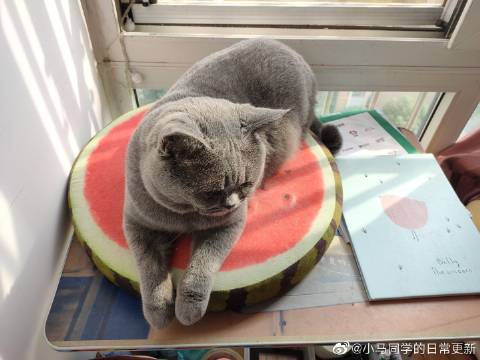 猫图片|宠物猫|猫咪|