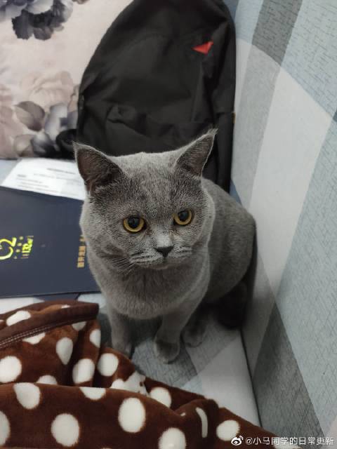 猫图片|宠物猫|猫咪|