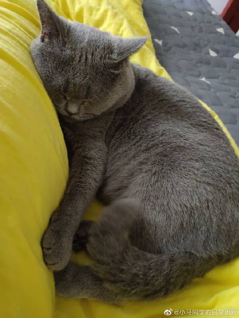 猫图片|宠物猫|猫咪|