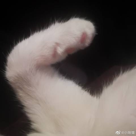 猫图片|宠物猫|猫咪|