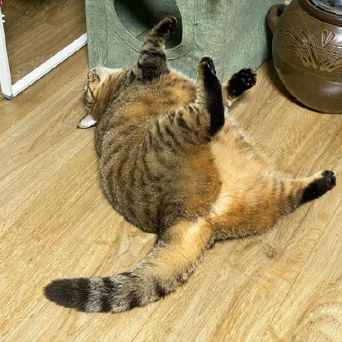 猫图片|宠物猫|猫咪|