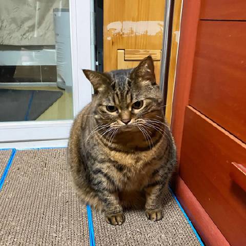 猫图片|宠物猫|猫咪|