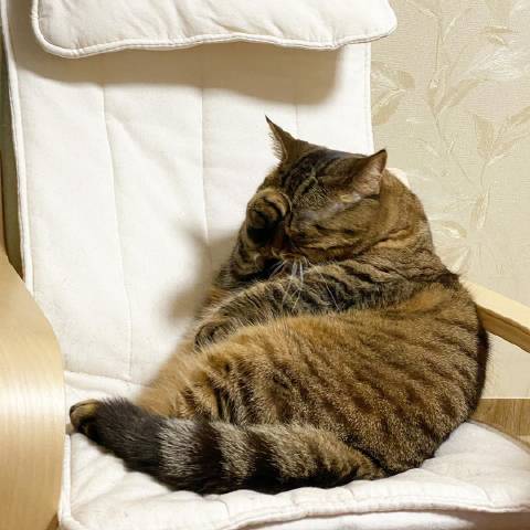 猫图片|宠物猫|猫咪|