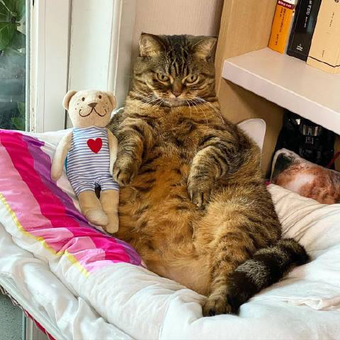 猫图片|宠物猫|猫咪|